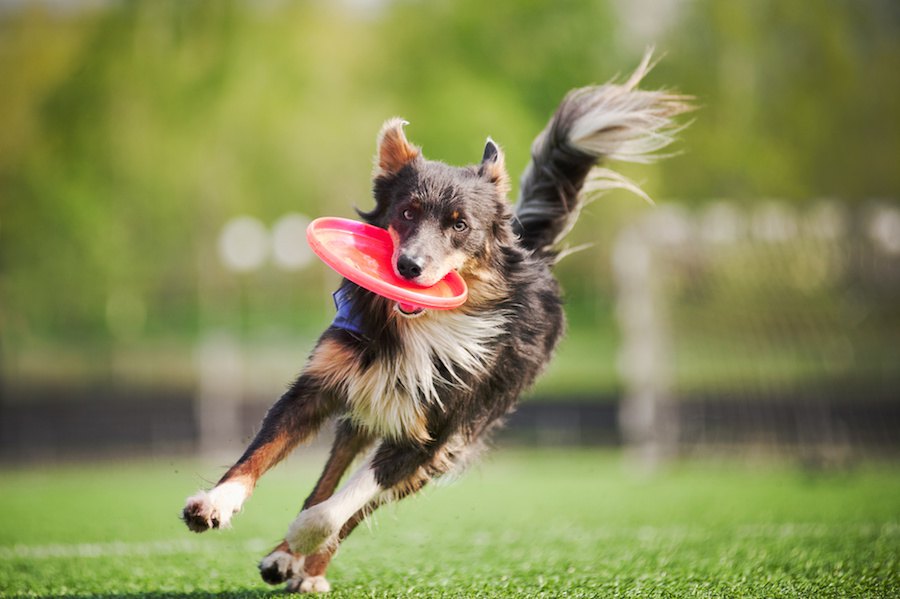 犬が死ぬまでに飼い主としてみたい７つのこと