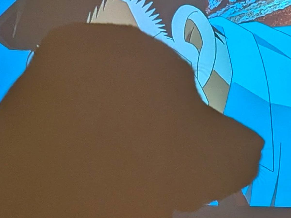 『いい所なんですけど…』アニメを鑑賞中→大型犬がクライマックスで…邪魔すぎる光景が187万表示「黒の組織ｗ」「犯人シルエットで草」と爆笑