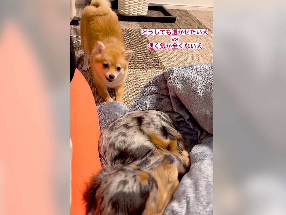 『絶対に退かせたい犬 VS 絶対に退かない犬』…子犬たちの"平和過ぎる攻防"が可愛いと36万再生の反響「怒ってる声さえ可愛い」