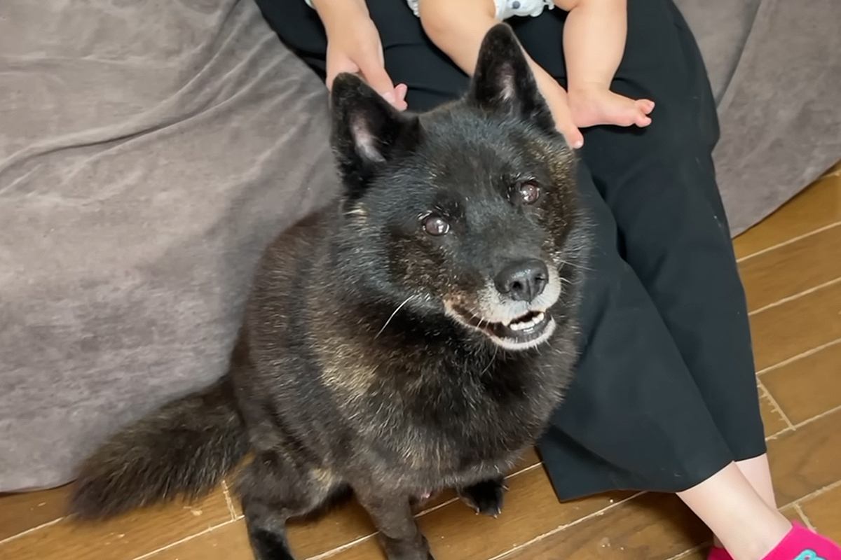 水が苦手な犬に『お風呂入ろう』と声を掛けた結果→笑顔から真顔になって…絶対に入ろうとしない光景に反響「降参ポーズ可愛いｗ」「笑った」