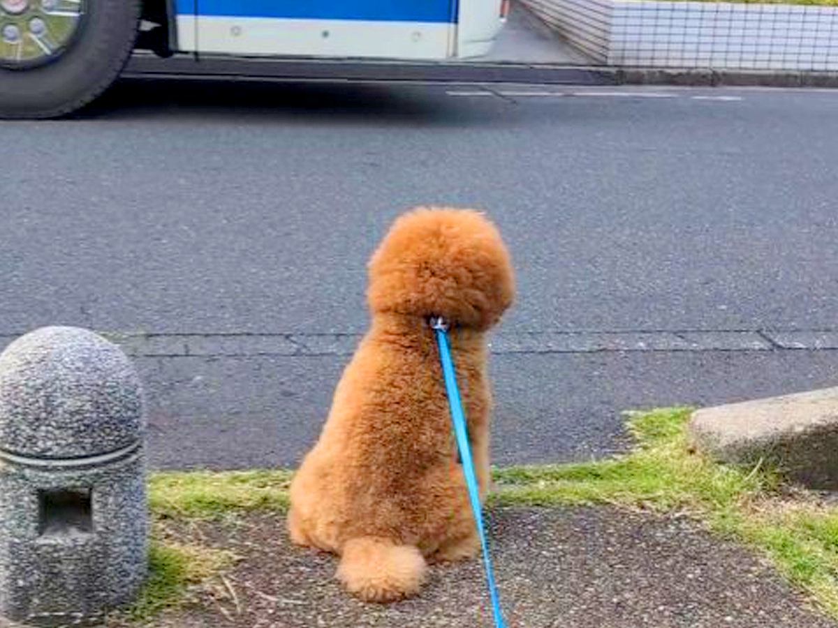 バスの発車2分前→犬が『大好きな運転手さん』にどうしても会いたくて…素敵すぎる『まさかの神対応』が11万再生「優しすぎる」「相思相愛」