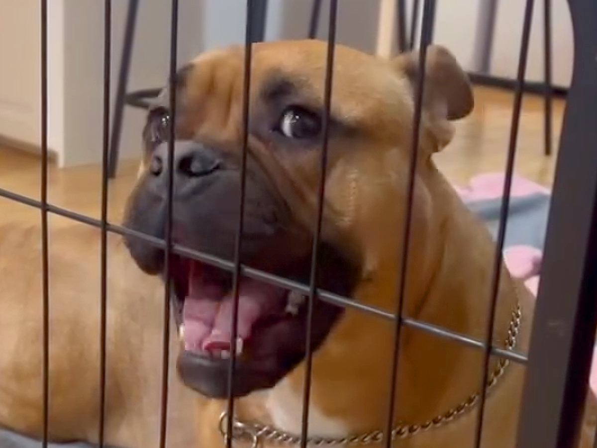 『リビングに入りたい』と訴える犬→ワンコが苦手な先住犬が見せた『まさかの行動』が149万再生「涙出そうになった」「優しい眼差し」と絶賛