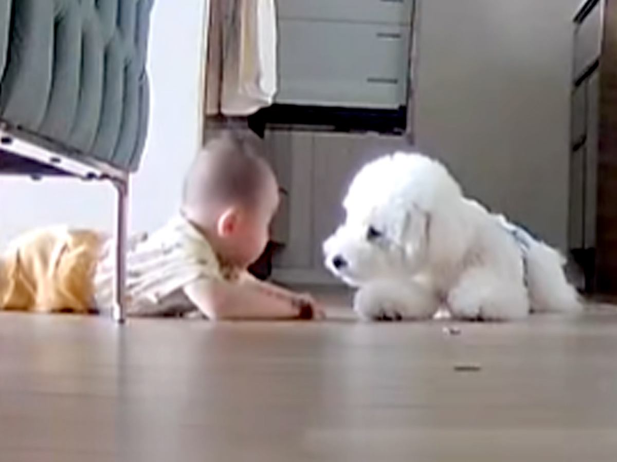 トイレ中、ペットカメラを覗いてみた結果→赤ちゃんが犬に近づいて…ずっと見ていたい『尊い光景』が15万再生「天国？」「優しいお兄ちゃん」