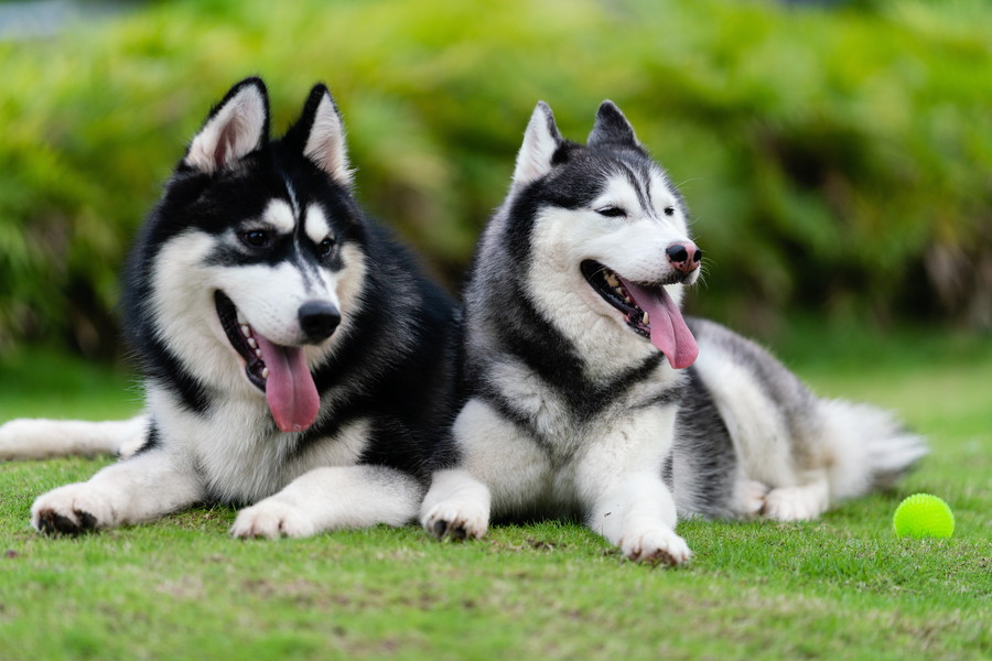 シベリアンハスキーの平均寿命は？健康で長生きさせる秘訣と老犬ケアを解説