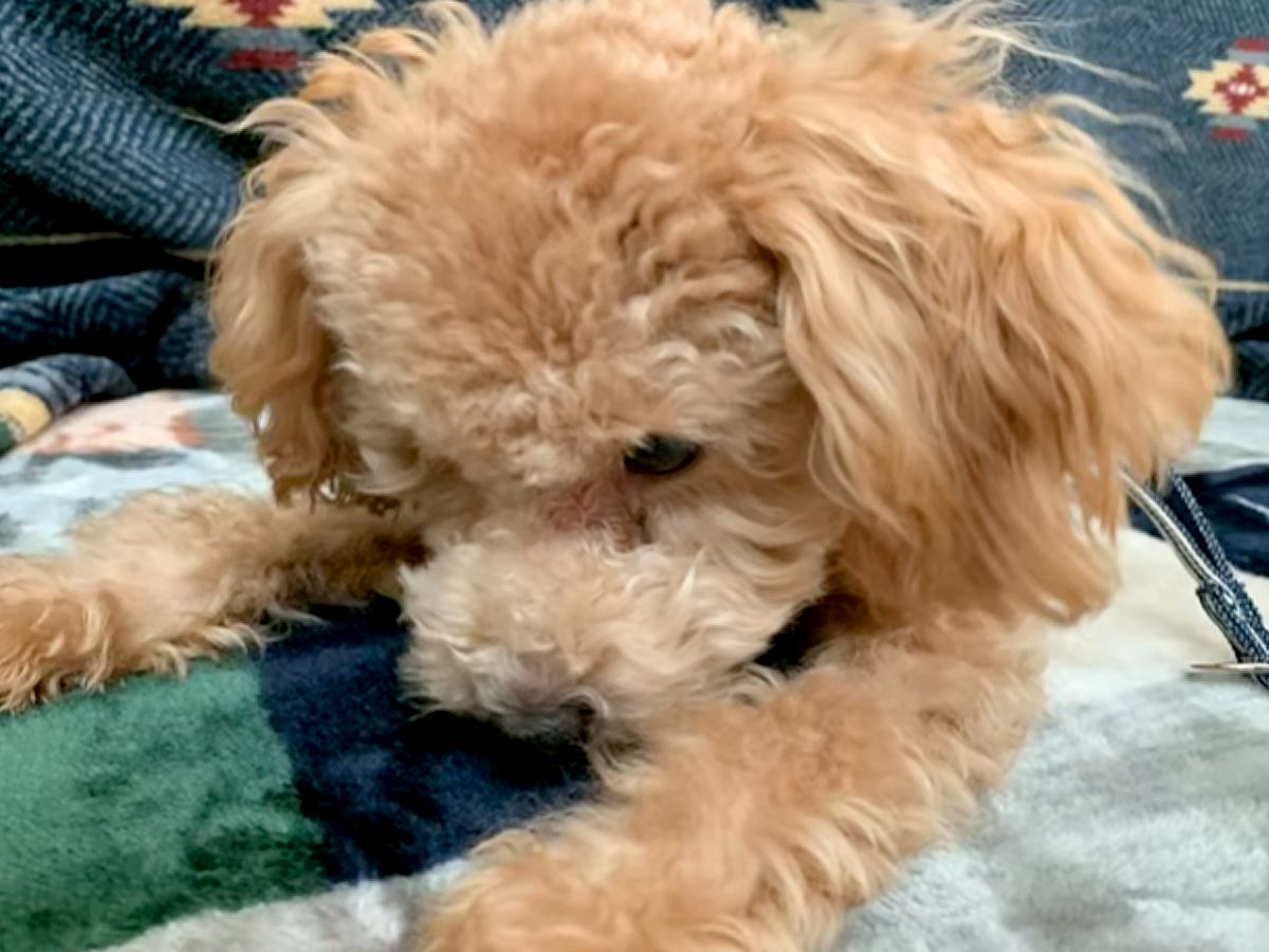 食事が少なく、毛がハゲてガリガリだった『生後６ヶ月の犬』を飼った結果…もはや別犬のような『ビフォーアフター』に反響「かわいすぎる」