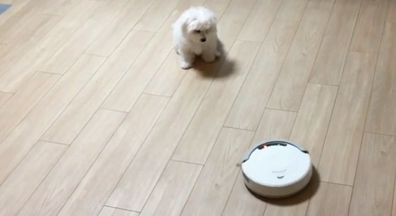 ロボット掃除機が苦手なもふもふ赤ちゃん犬