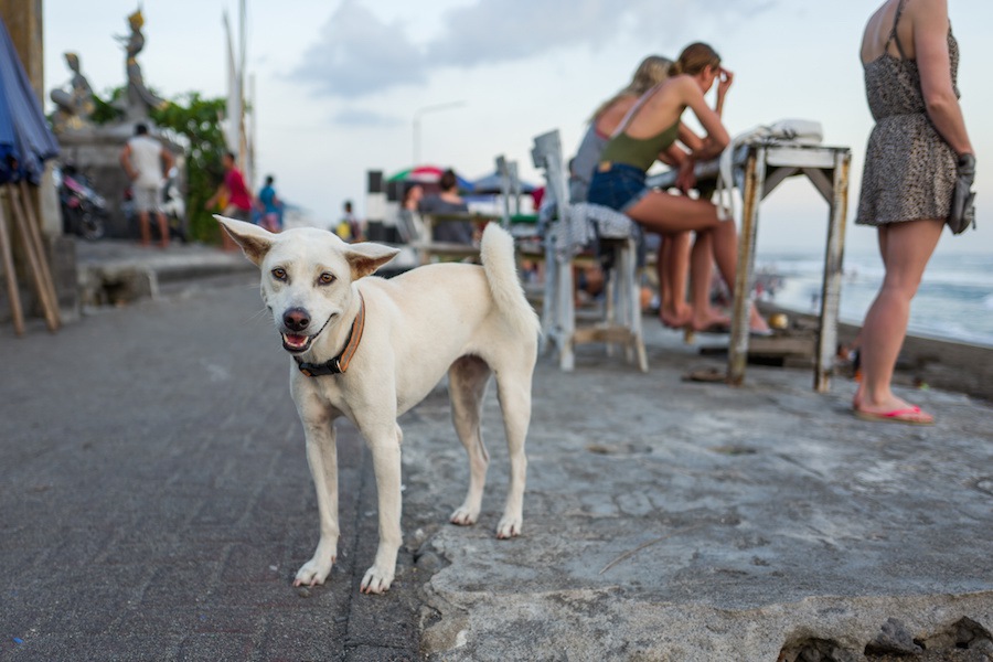 バリ島の犬たち、路上の犬と家庭の犬を比較した研究結果