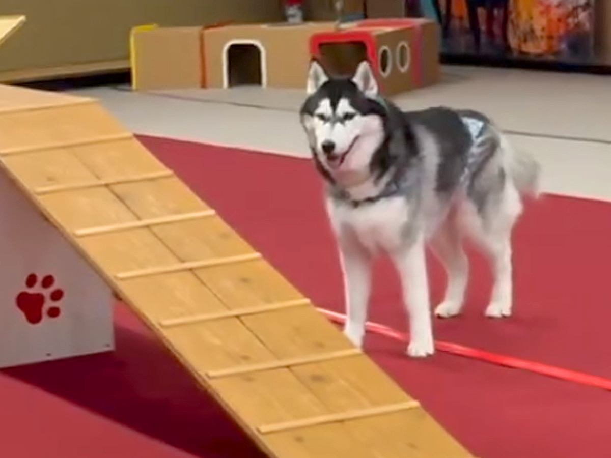 高所恐怖症の大型犬→頑張って『アジリティに挑戦した』結果…思わず抱きしめたくなる『まさかの光景』が146万再生「見た目と違いすぎるｗ」