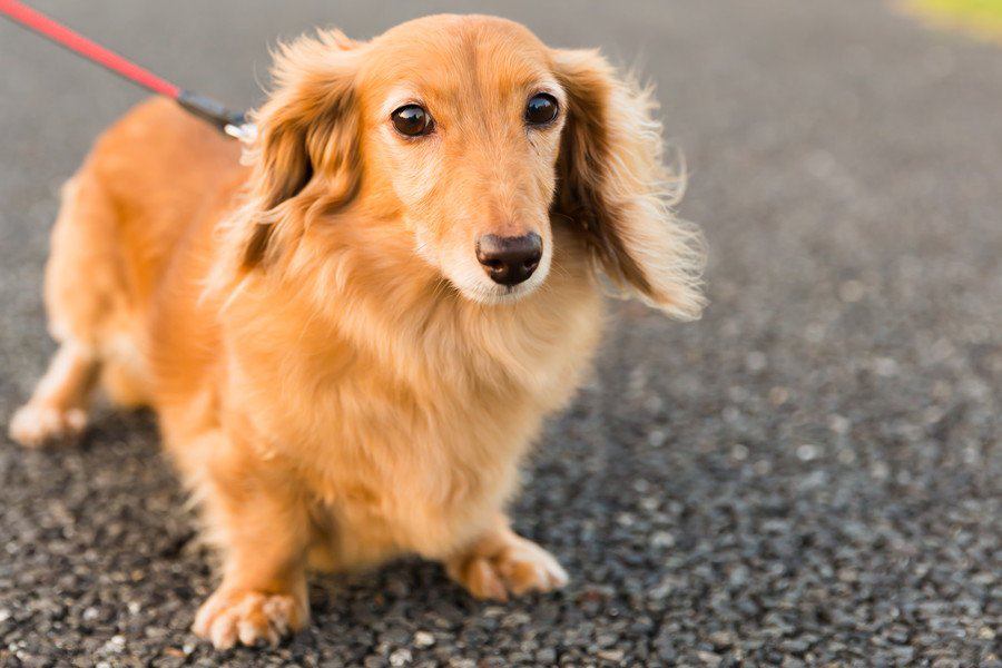 楽しむためにマナーも必要！犬を連れて公園に行くときの注意点５つ