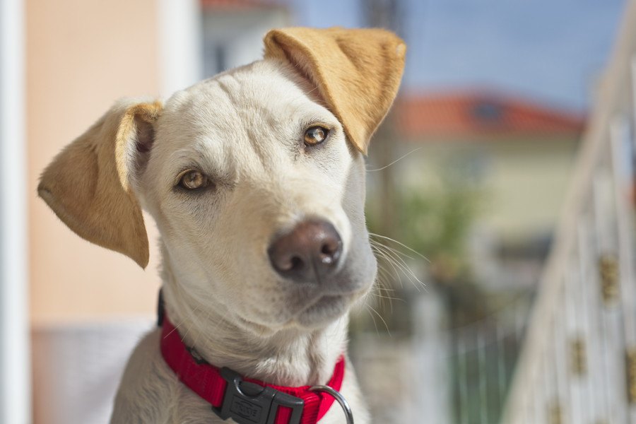 犬にNGな『首輪』５選！愛犬を苦しめている可能性も…！