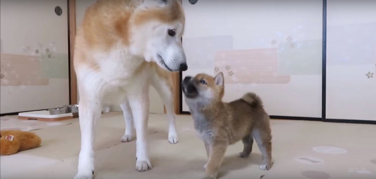 体が大きくなっても甘えたい！柴犬コンビのほっこり動画