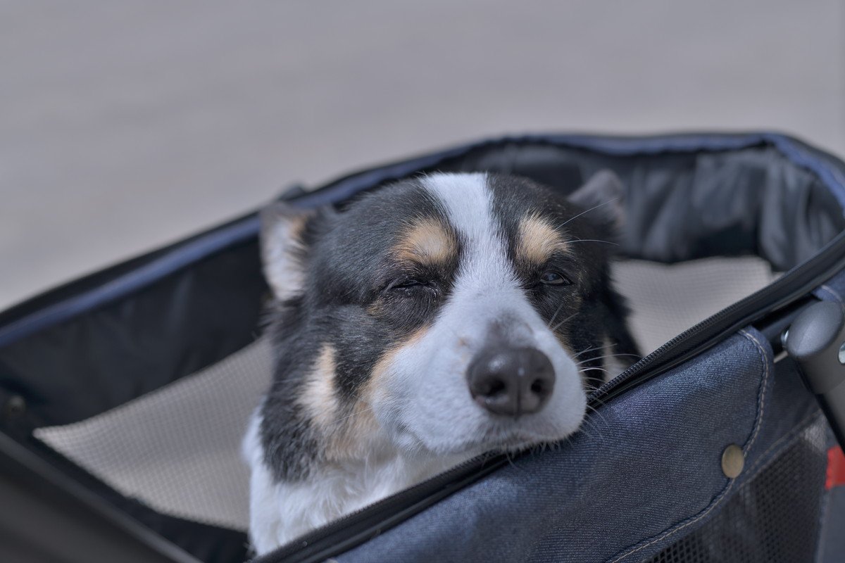 犬が『認知症』になったときに見せる症状6選　気をつけるべき行動の変化とは？