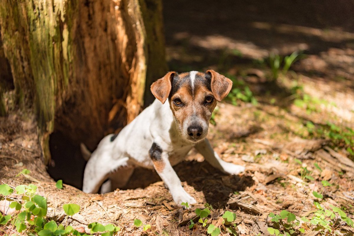 狩猟犬は遭遇した動物によって吠え方が違うことについての調査結果