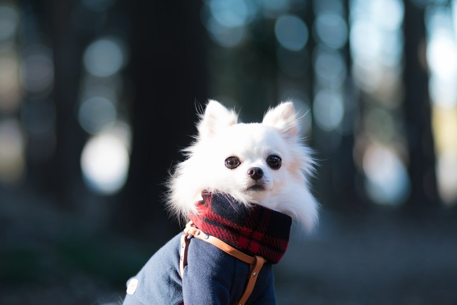 犬用マフラー人気商品 おすすめからハンドメイドまで