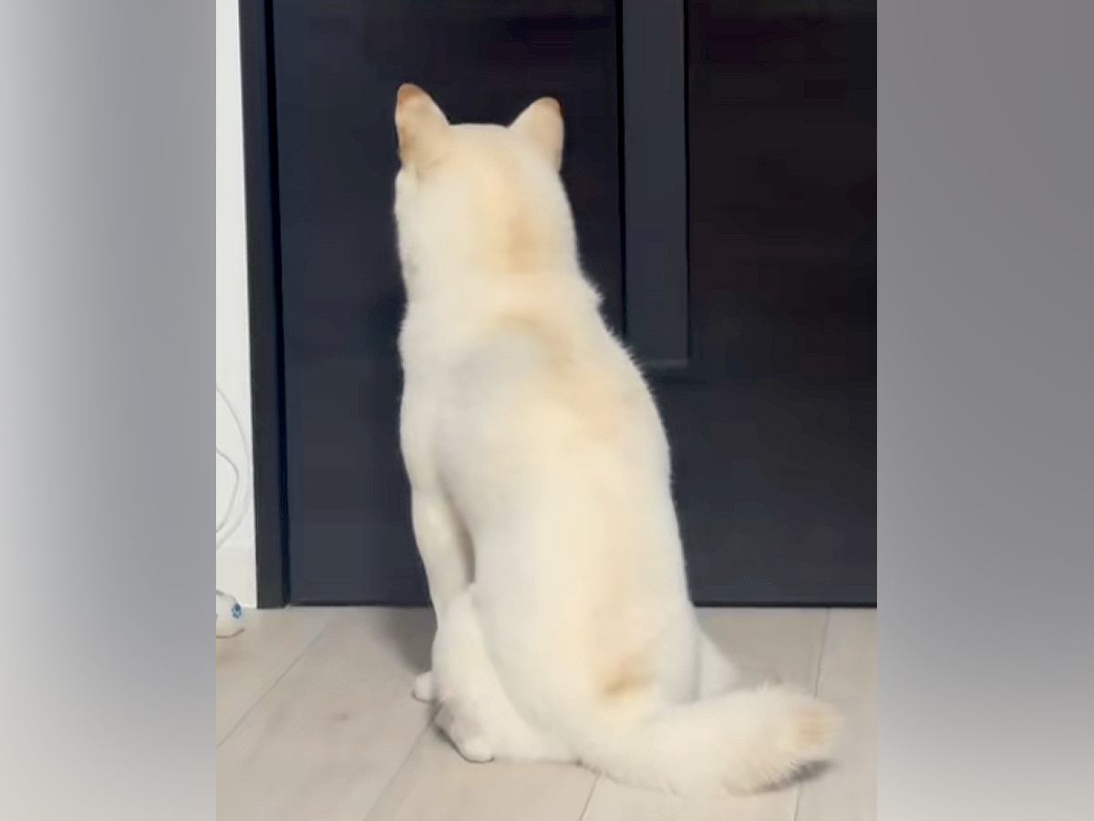 パパが仕事に行ってしまった結果、お留守番になった犬が…この世の終わり？『絶望のリアクション』に爆笑「悪いけど笑ったｗ」「抱きしめたいｗ」