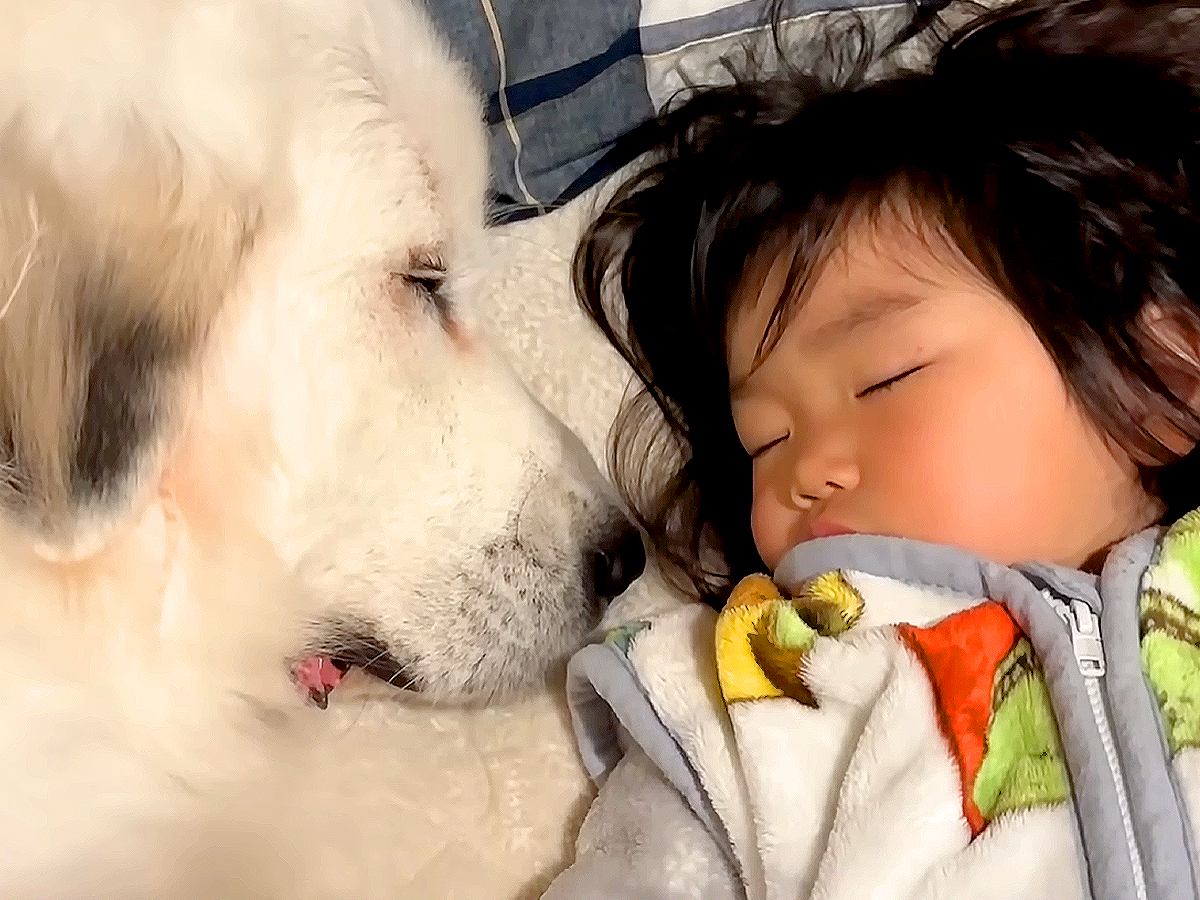 2歳の女の子が眠っていたら、超大型犬が近づいてきて…とんでもなく尊い『まさかの行動』が32万再生「同じ夢を見てそう」「永遠に見てられる」