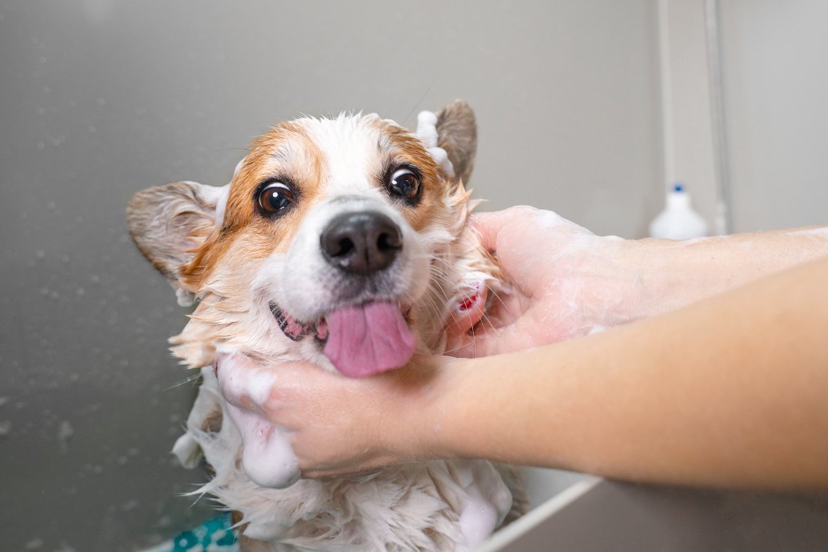 犬の体につくダニやノミはシャンプーで取れる？効果や駆除の仕方