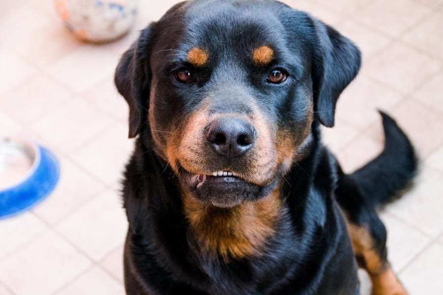 犬が『本気噛み』をする時に見せる前兆５つ