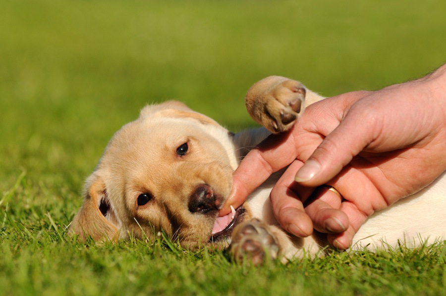 犬の乳歯の保存方法とおすすめのケース5選