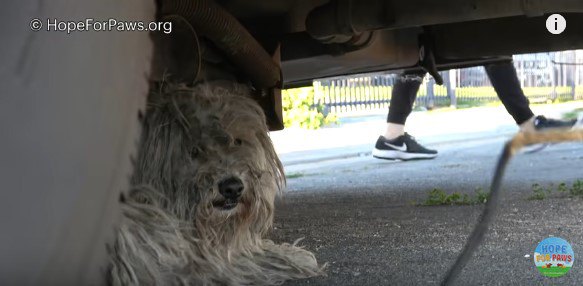 「いいよ、つかまえても」保護から逃げ回っていた犬の心がわり