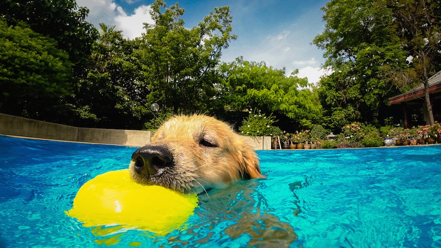 愛犬とドッグプールに行くときの持ち物やマナー