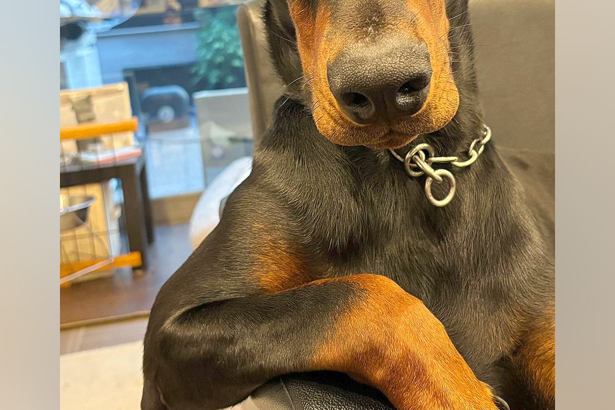 『イケメンと初めて手繋ぎました』大型犬との恋人ごっこ→想像以上に『カッコいい光景』が140万再生「彼氏LV999」「絶対守ってくれる」