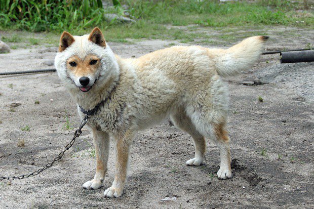 山陰柴犬ってどんな犬？性格や特徴から飼い方まで