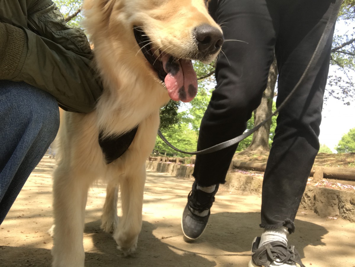 犬の舌に現れる舌斑について