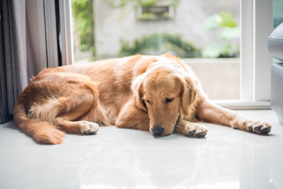 犬が甘えてこない時に考えている4つのこと