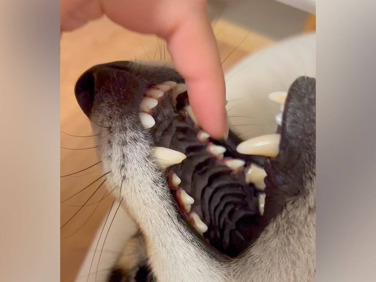仰向けで口を開けている犬→指を突っ込んでみた結果…まさかの『ワニワニパニックみたいな光景』が20万再生「イヌイヌパニックｗ」「にやけた」