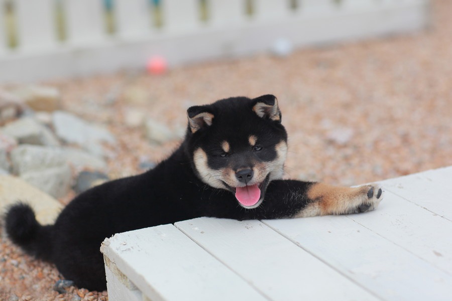 子犬がかかりやすい4つの病気！原因や症状、治療法から予防法まで