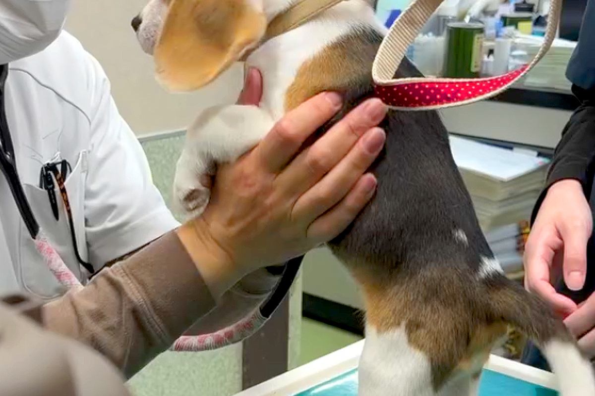 赤ちゃん犬が初めて動物病院へ→診察台で注射を打とうとしたら、獣医師さんに…可愛すぎる光景が105万再生「元気な子だ」「暴れん坊将軍ｗ」