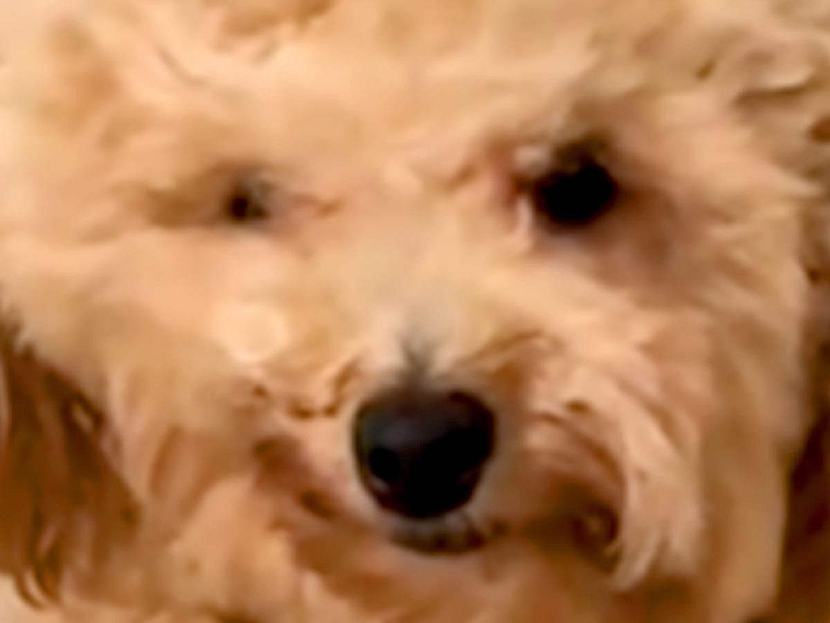 音に反応して、昼寝から飛び起きた犬→衝撃的すぎる『寝起きの表情』が175万再生「形状記憶しすぎｗｗ」「押し入れに詰められたぬいぐるみ」