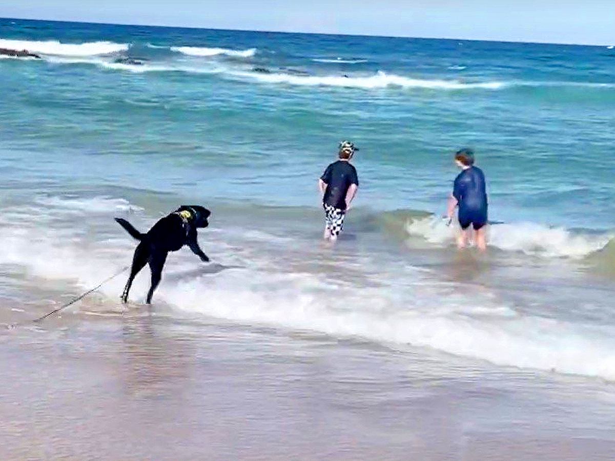 大型犬が『海に入る子供』を見た結果…まさかの『助けようと波に立ち向かう姿』が健気すぎると絶賛「心配してて可愛い」「怖いのに偉いね」