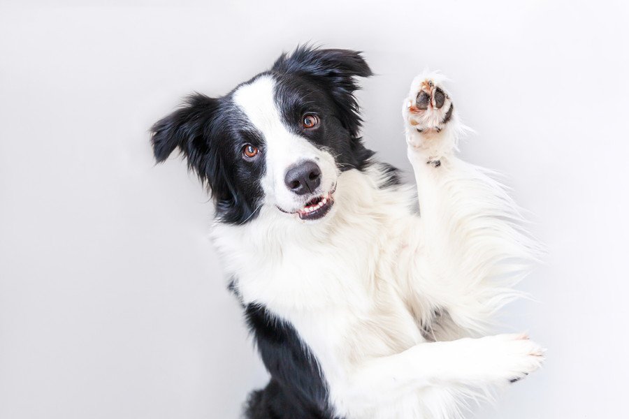 『お利口すぎる犬』の飼い主が悩むこと5つ　賢すぎるが故の問題点まで解説