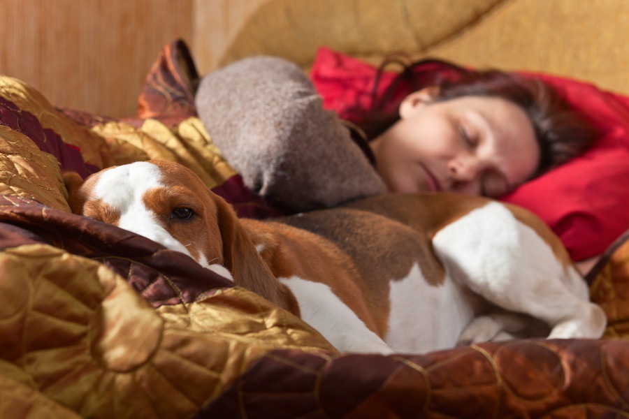 犬が添い寝をしてくる３つの心理と注意すべきこと