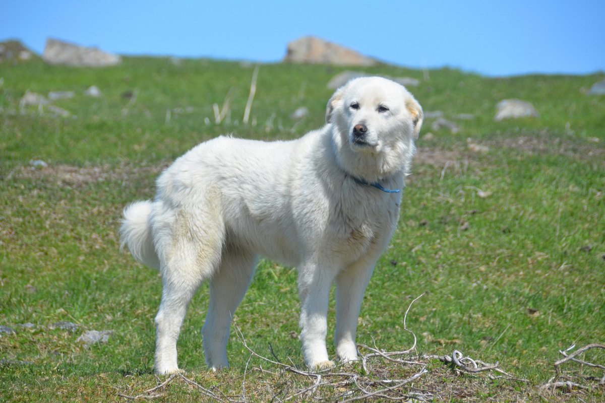 【獣医師監修】グレート・ピレニーズってどんな犬種？特徴と性格や飼い方・価格相場まで解説