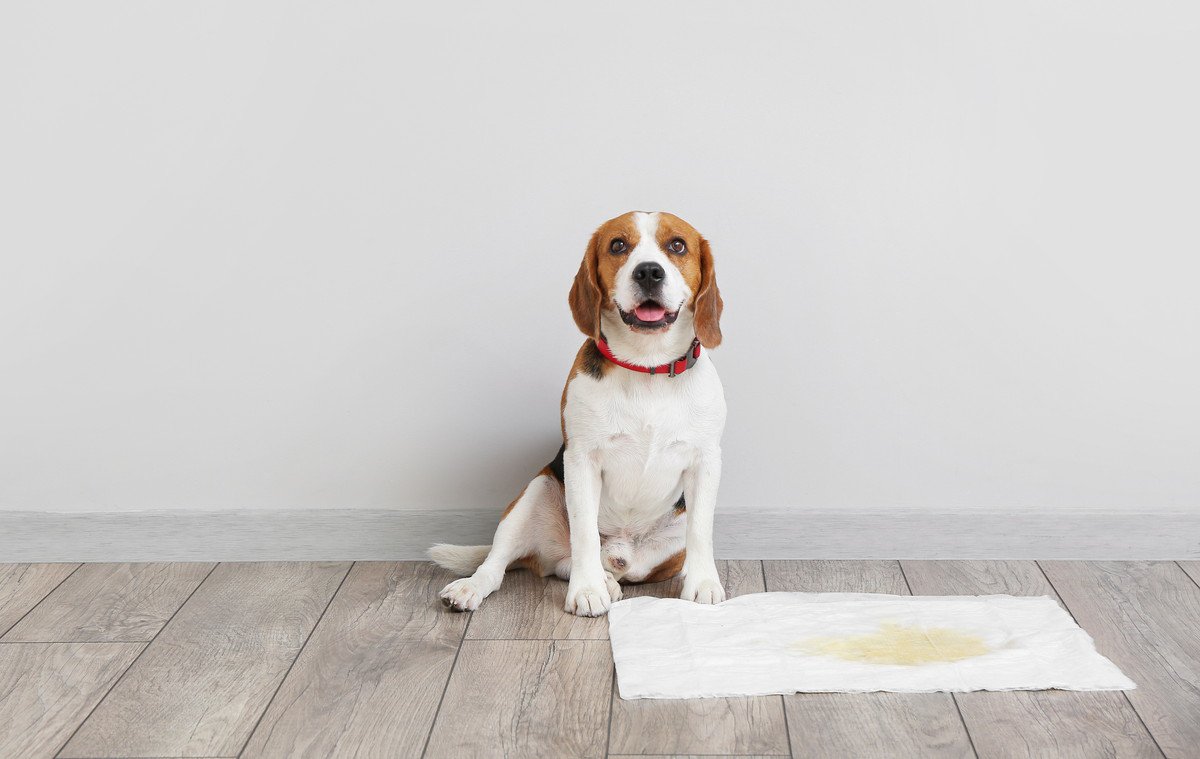 成犬になってからでもトイレのしつけはできる？遅いと言われる理由とは