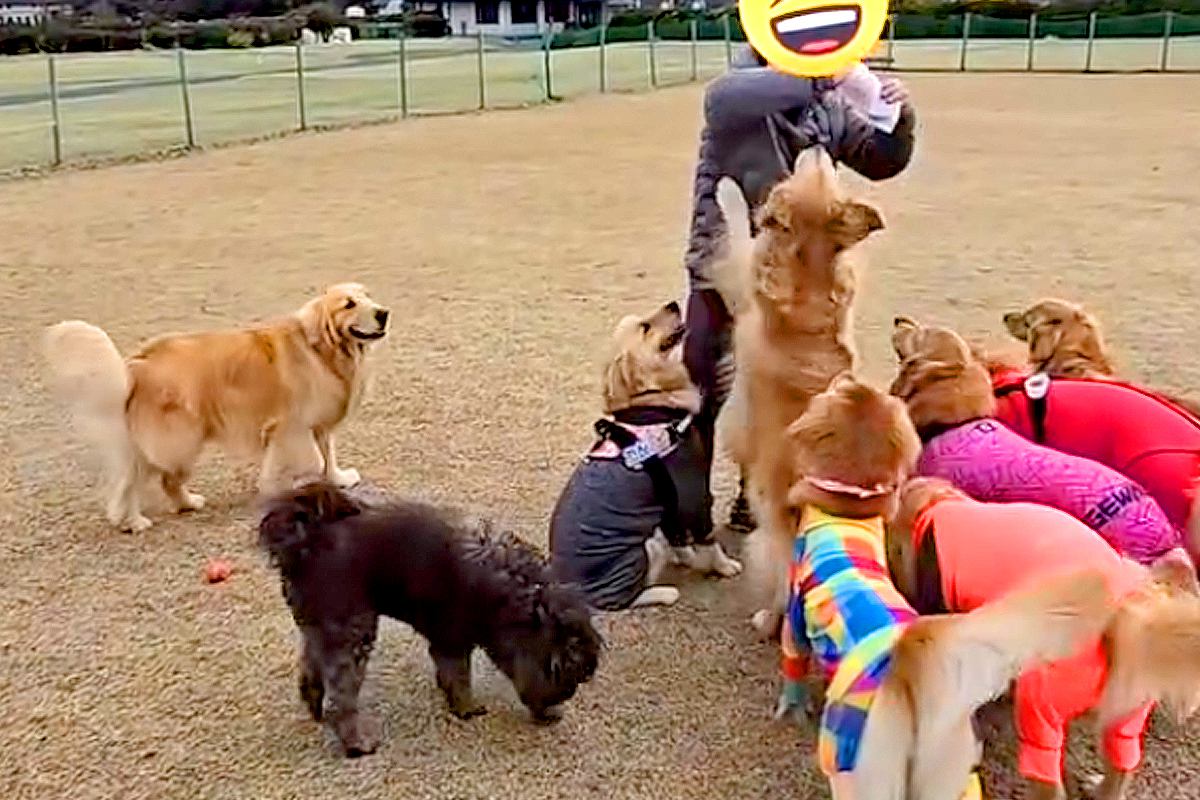 おやつをもらうのが下手くそな大型犬→『ようやく貰えた』と思ったら…まさかの『悲劇的な展開』が14万再生「守ってあげたい」「優しい…」