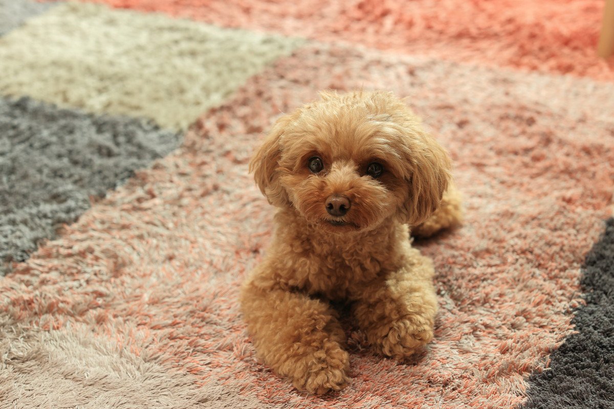 犬に『伏せ』を教える方法3つ　トレーニングの手順や覚える必要性まで解説