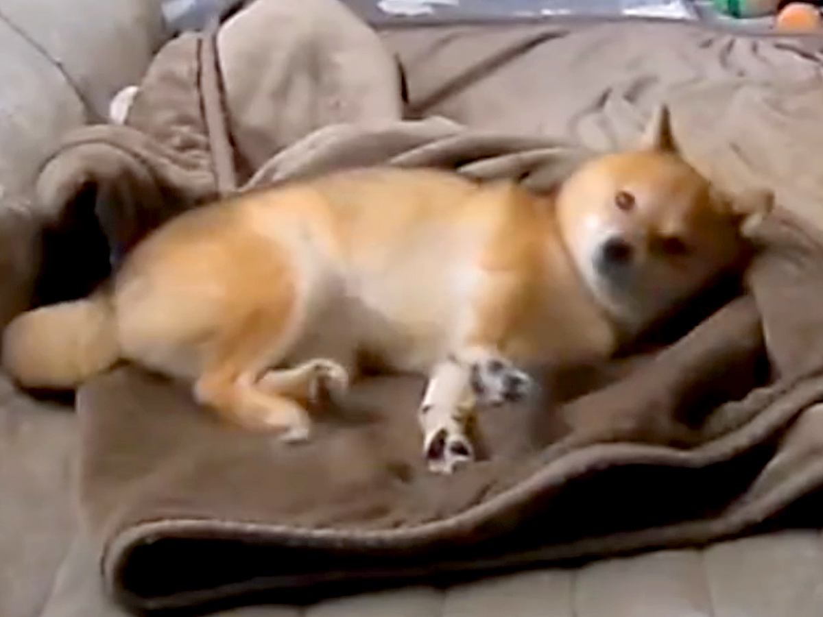 朝、犬がいなかったので『カメラで確認した』結果→毛布の上で…ワンコとは思えない『衝撃の行動』が39万再生「面白過ぎるw」「人間でワロタ」