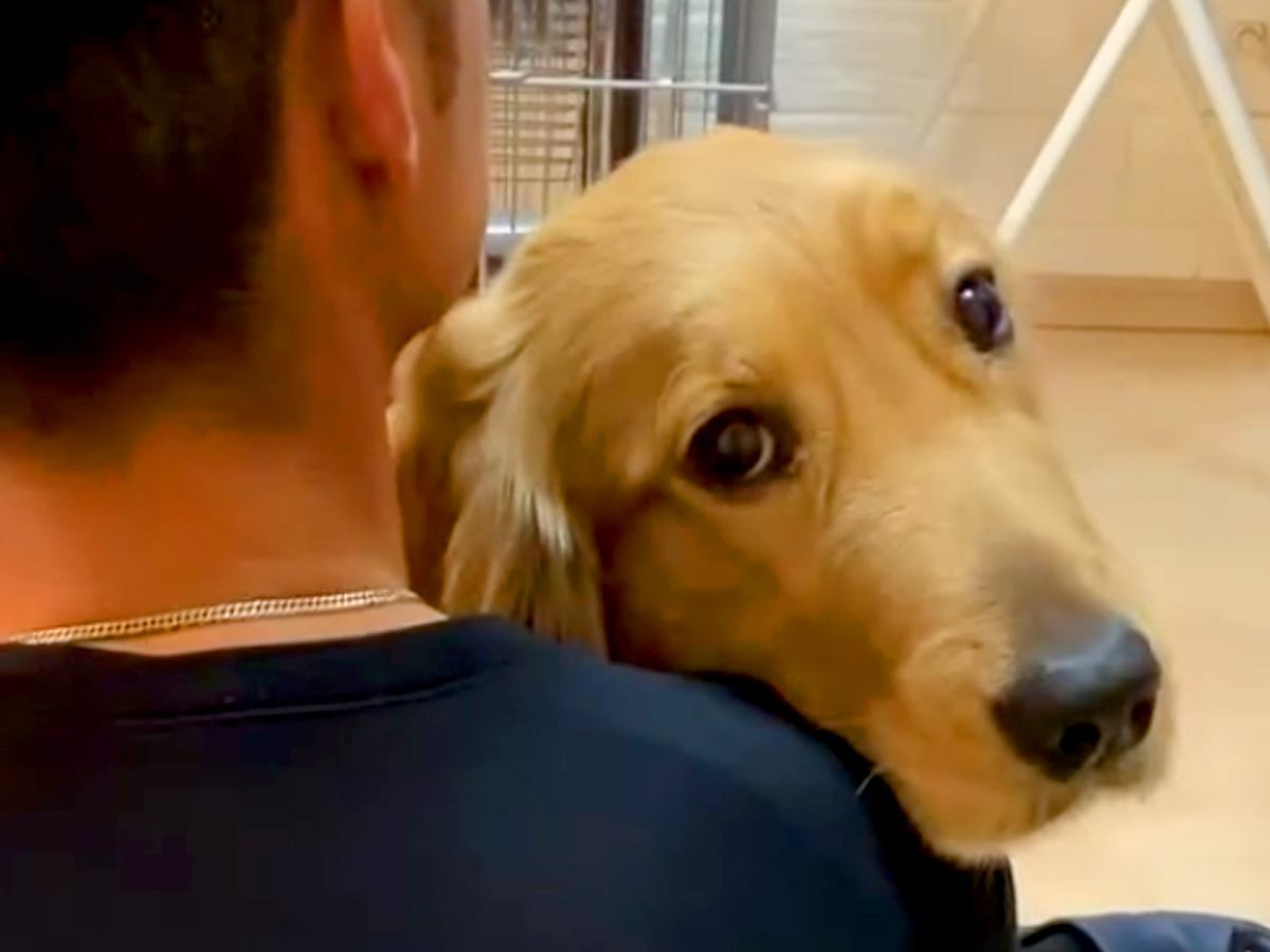 パパにべったりくっつく大型犬→でもママの前では…あまりにも露骨すぎる『態度の違い』が94万再生「彼女感すごい」「恋してる目」と反響