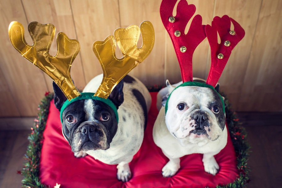 もうすぐクリスマス！思い思いの仮装をした犬たち