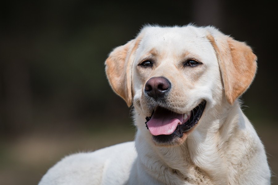 愛犬は何グループ？犬種ごとに定められている『10のグループ』を解説