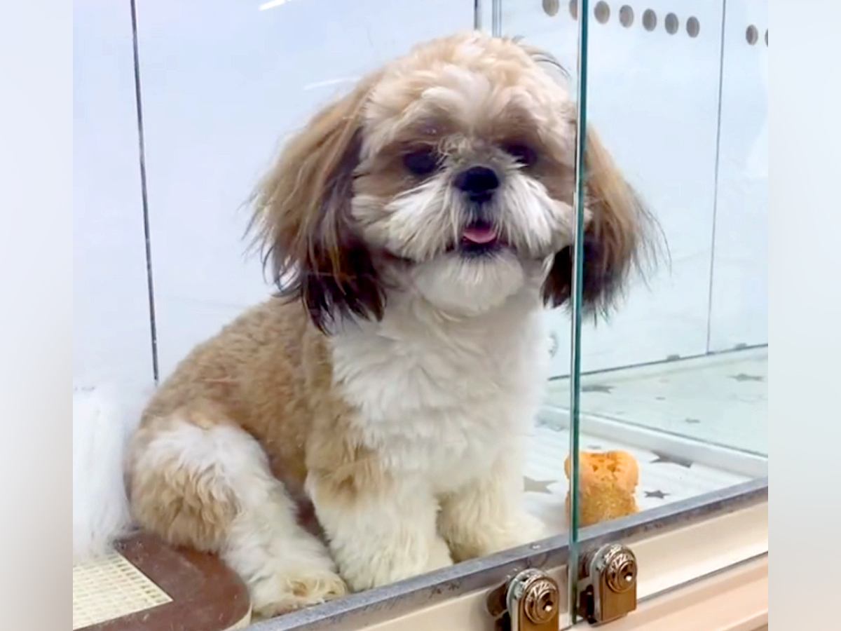 １歳直前になるまで『狭いケースで売れ残っていた犬』を抱っこ→飼おうと決意した結果…家族としての思い出が泣けると68万再生の反響