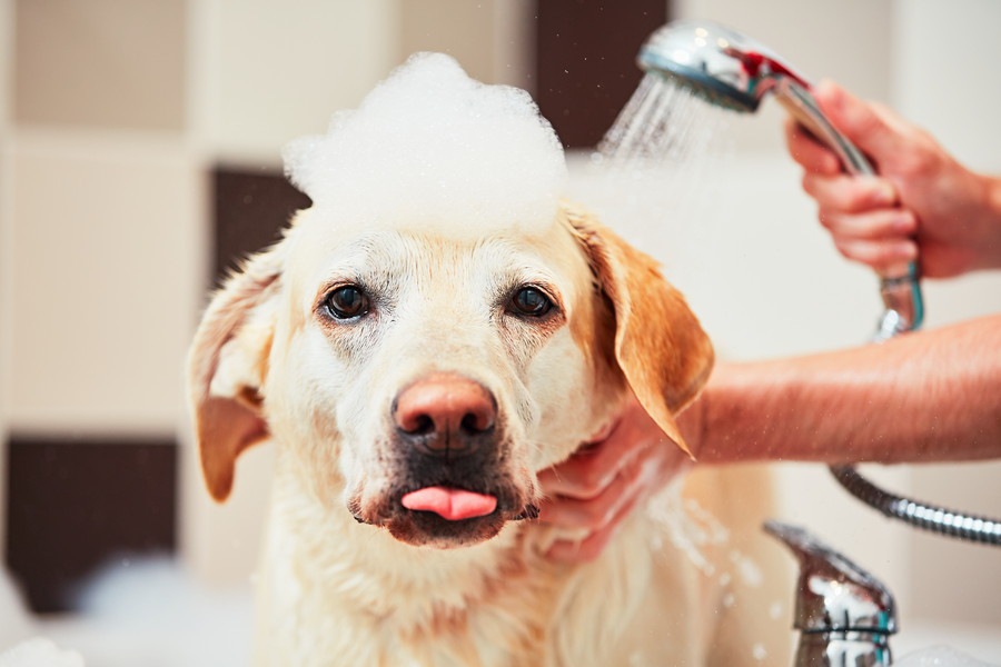 夏の犬のシャンプーの頻度はどれくらいがいいの？