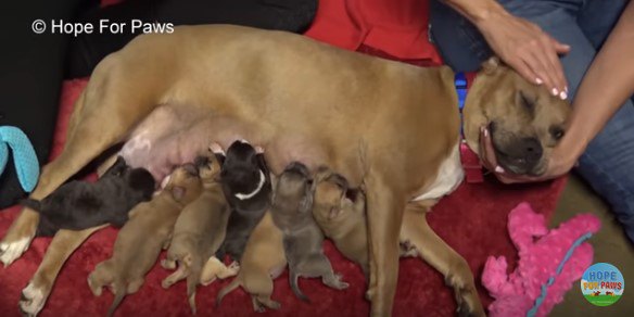 大雨＆停電！大荒れの中、穏やかな母犬と生まれたばかりの子犬8匹を保護