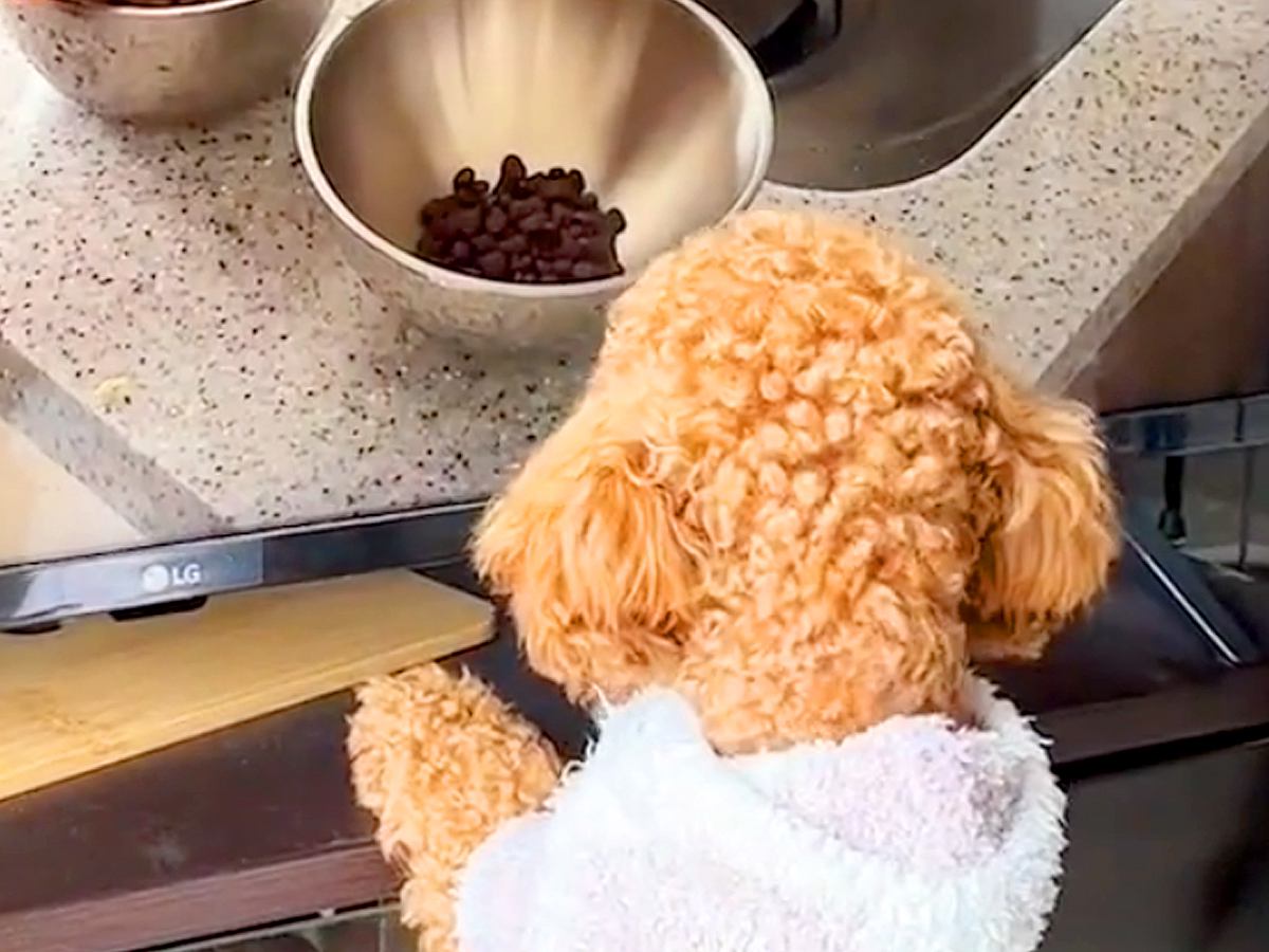 テレビに『犬のご飯』が映ったら、部屋にいたワンコが…まさかの『夢中になってしまう光景』が14万再生「可愛すぎるｗ」「食べたいよね」と反響