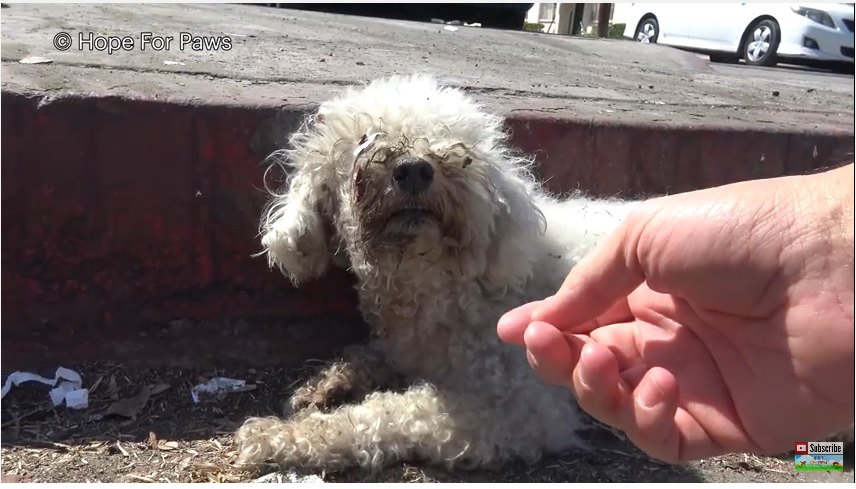 24時間放置されていた！負傷して道路脇から動けなくなった犬