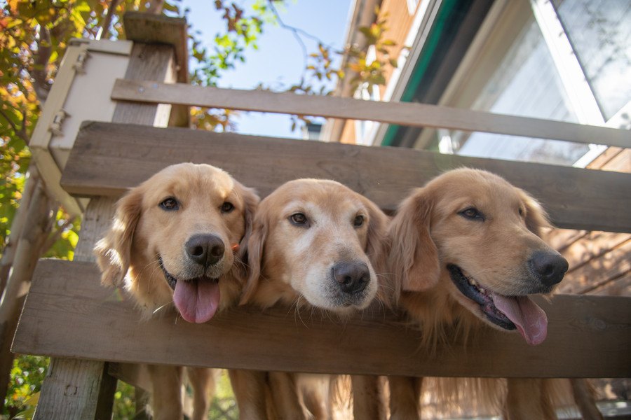 大型犬の人気犬種ランキングTOP4！飼う時に気を付けるべきことやコツは？